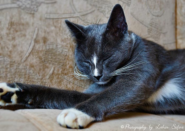Schlafende Katze, schlafen und fressen sind oft die Hauptbeschäftigung für Katzen. Fotografie von Lothar Seifert