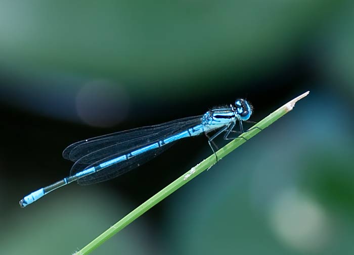 Blaue Federlibelle Platycnemis pennipes (Gemeine Federlibelle) oder Hufeisen Azurjungfern? Fotografie von Lothar Seifert