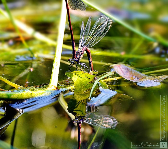 Eiablage von Libellen. Frühe Adonislibellen sind mit der Fortpflanzung beschäftigt. Fotografie von Lothar Seifert