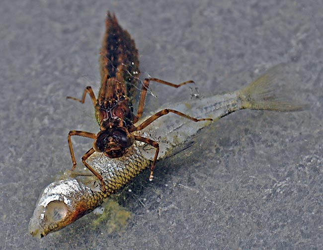 Toter Fisch und Libelle. Larven der Libellen leben räuberisch in Gewässern. Fotografie von Lothar Seifert