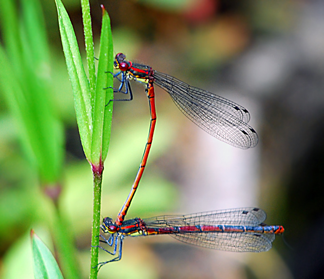 Rote Libellen. Das Männchen greift mit seinen Hinterleibsanhängen hinter den Kopf des Weibchens. Fotografie von Lothar Seifert