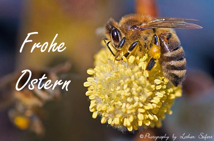 Im Frühling strömen die Weidekätzchen einen feinen Duft aus, der Bienen und Hummeln anlockt. Fotografie von Lothar Seifert