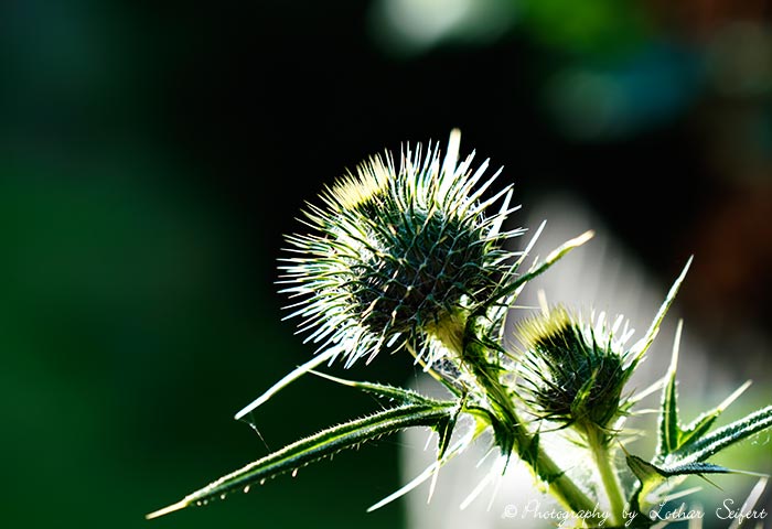 Distelknospe, die Blüten werden von Wildbienen und Schwebfliegen gern besucht. Fotografie von Lothar Seifert