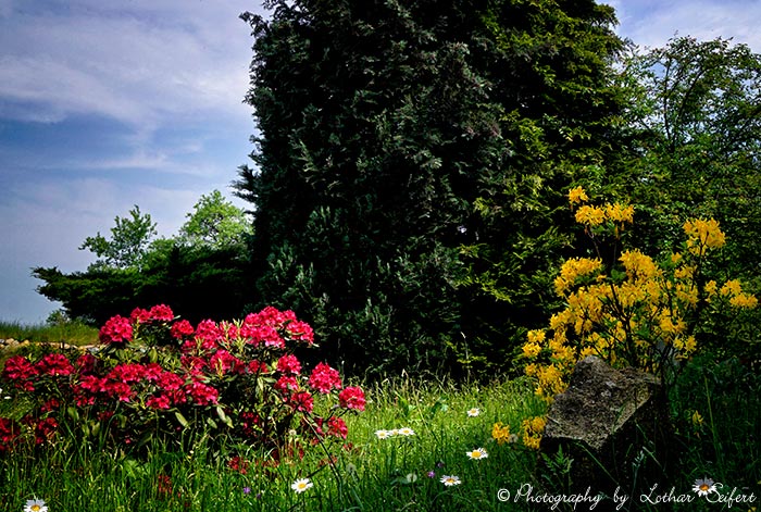 Gartengestaltung mit Rhododendron und Azalee, einer Rhododentrongattung. Fotografie von Lothar Seifert