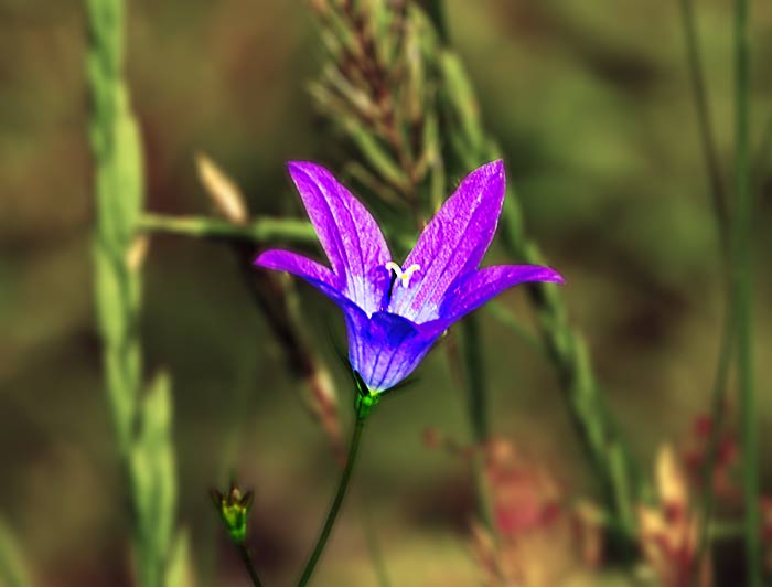 Die Glockenblume wächst auf Wiesen, an Feldrändern bis im Hochgebirge. Fotografie von Lothar Seifert