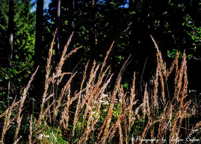 Grasrispen auf einer Waldlichtung im Sonnenschein. Fotografie von Lothar Seifert