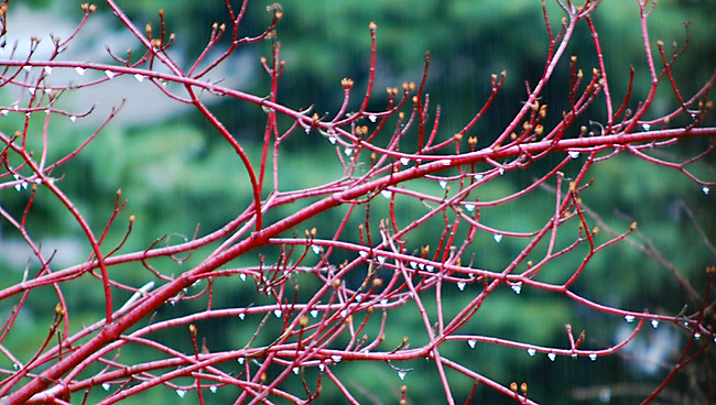 Herbstregen, Wassertropfen hängen an den Zweigen. Fotografie von Lothar Seifert