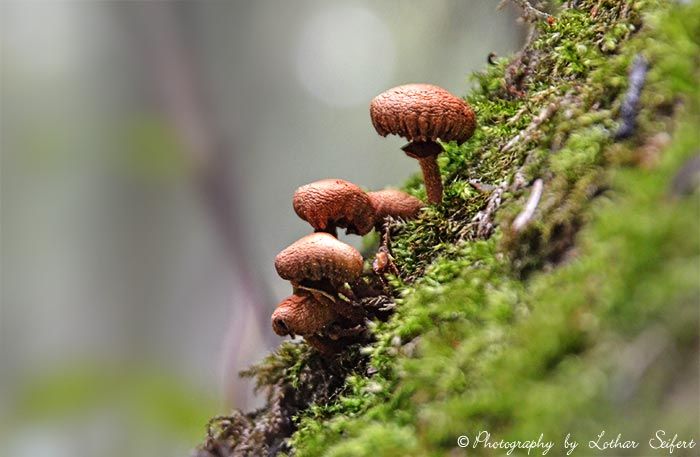 Pilz auf Totholz, schon etwas alt und vertrocknet. Fotografie von Lothar Seifert