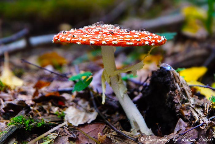 Fliegenpilz