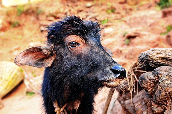 Büffelkalb, in Asien sind die Büffel Nutztiere, Kühe dagegen sind heilige Tiere. Fotografie von Lothar Seifert