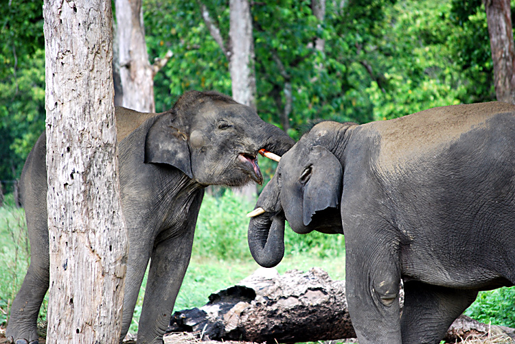 Diese jungen Elefanten leben in Nepal. Hier gibt es auch sehr gefährliche wilde Elefanten. Fotografie von Lothar Seifert