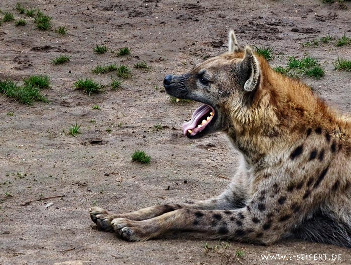 Hyänen, hier eine Tüpfelhyäne, leben in Clans in Afrika. Fotografie von Lothar Seifert