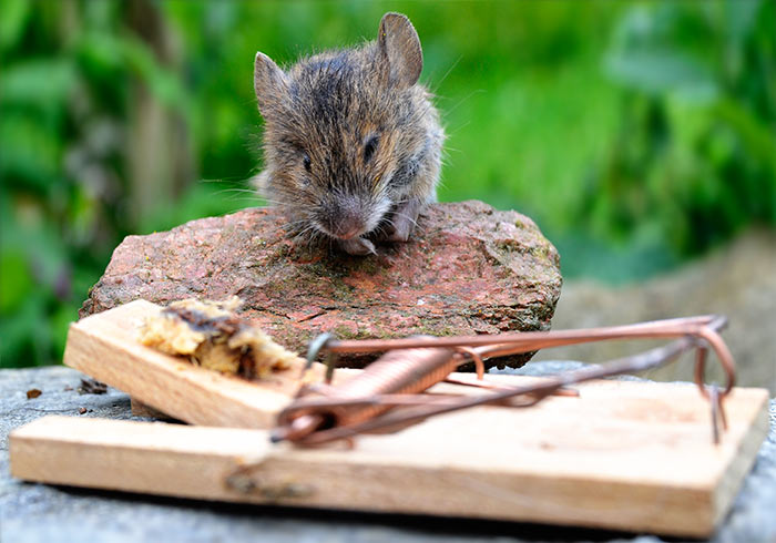Mausefalle, mit Speck fängt man Mäuse. Fotografie von Lothar Seifert