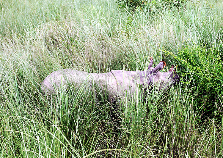 Ein Nashorn, genauer ein Panzerplattennashorn in Chitwan. Fotografie von Lothar Seifert