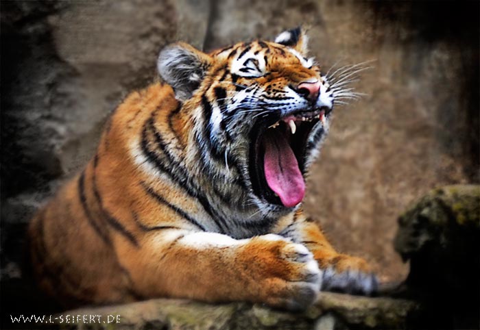 Sibirischer Tiger (Amurtiger), der sibirische Tiger ist vom Aussterben bedroht. Fotografie von Lothar Seifert
