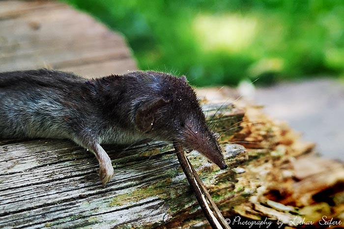 Spitzmaus, Spitzmäuse ernähren sich meist von Insekten. Sie sind gar keine Mäuse. Fotografie von Lothar Seifert