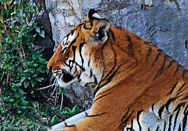 Tiger aus Indien. Der Königstiger wird auch Bengal-Tiger genannt (Panthera tigris tigris). Fotografie von Lothar Seifert