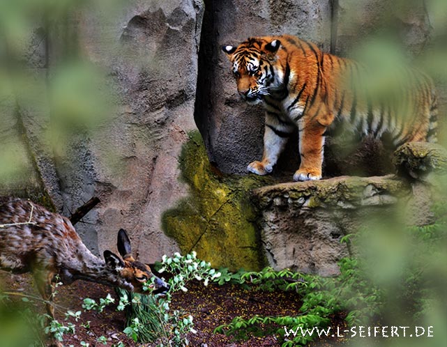 Tigerjagd, ein Tiger auf der Jagd nach einem Reh. Fotografie von Lothar Seifert