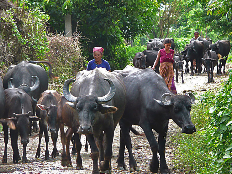 Wasserbüffel werden in Asien so gehalten wie bei uns die Kühe. Fotografie von Lothar Seifert