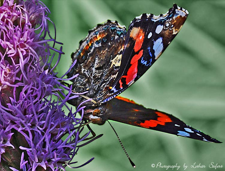 Der Admiral ist ein Schmetterling aus der Familie der Edelfalter. Fotografie von Lothar Seifert