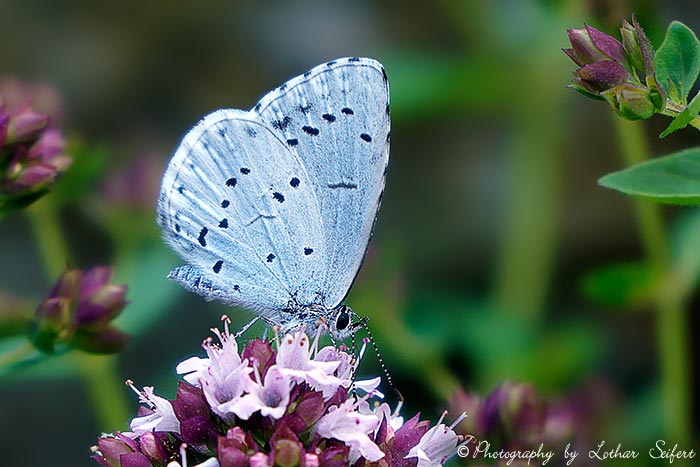 Der Faulbaum Bläuling ist ein hübscher Schmetterling. Hier sieht man leider nicht die blauen Flügel. Fotografie von Lothar Seifert