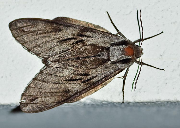 Der Kiefernschwärmer ist ein Nachtfalter und ein häufiger Schmetterling. Fotografie von Lothar Seifert