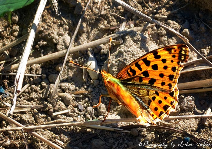 Kleiner Perlmuttfalter oder Silbriger Perlmutterfalter, der Schmetterling hat schwarze Flecken und orange Flügel. Fotografie von Lothar Seifert