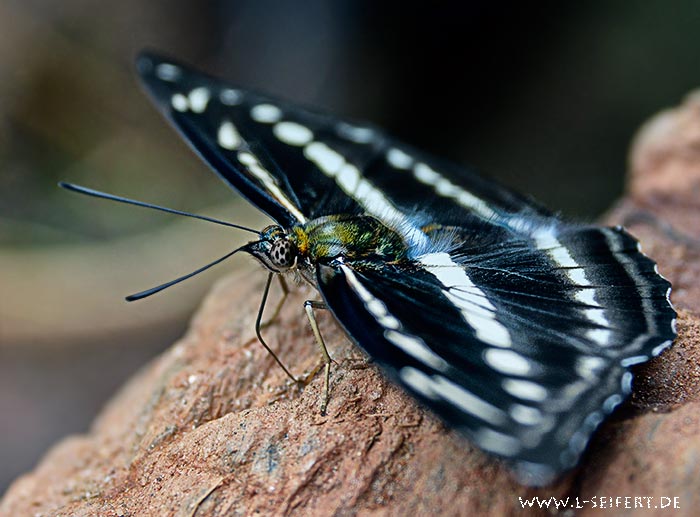 Schmetterling im Himalaya. Diese Schmetterlingsart ist mir leider unbekannt. Fotografie von Lothar Seifert
