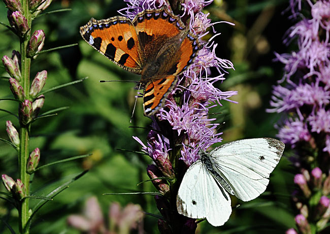 Fotos kostenlos schmetterling 39 Schmetterling