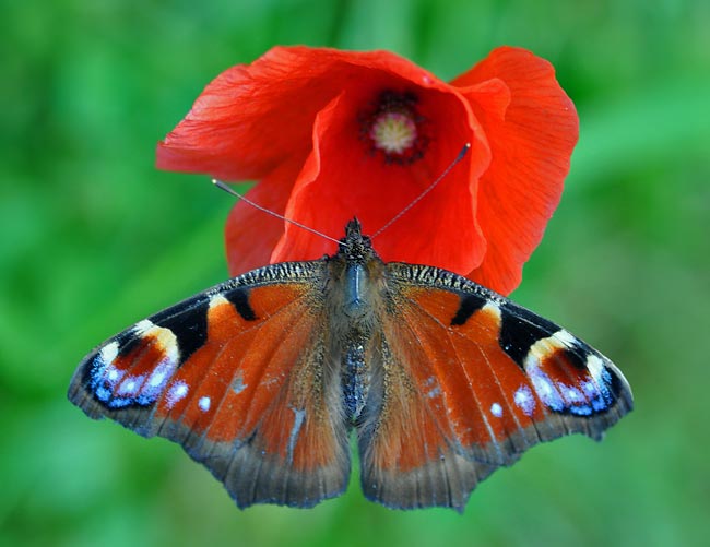 Tagpfauenauge, dieser Schmetterling hier ohne Augenflecke auf den Hinterflügeln. Fotografie von Lothar Seifert