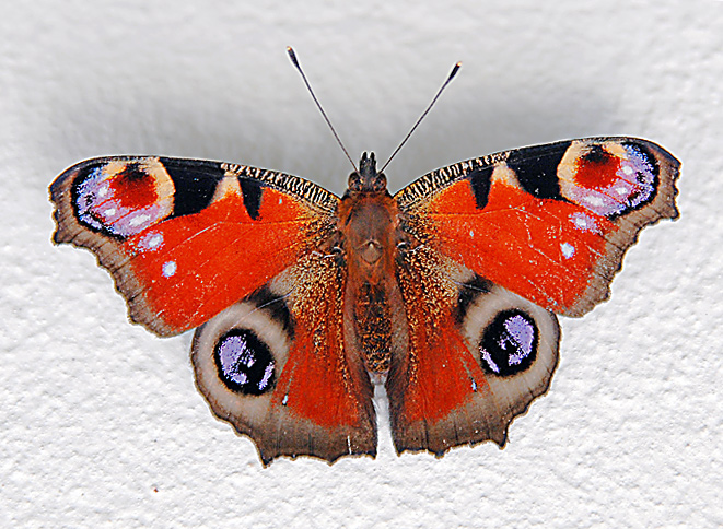 Ein Tagpfauenauge Nymphalis io ist ein häufig anzutreffender Schmetterling. Fotografie von Lothar Seifert