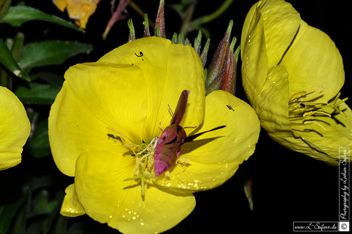 Weinschwärmer. Nachtaktiver Falter trinkt Nektar aus Blüten. Fotografie von Lothar Seifert