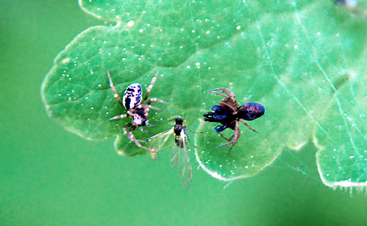 Die 2 mm großen Männchen und Weibchen der Kräuselspinne Dictyna uncinata mit einer Mücke. Fotografie von Lothar Seifert