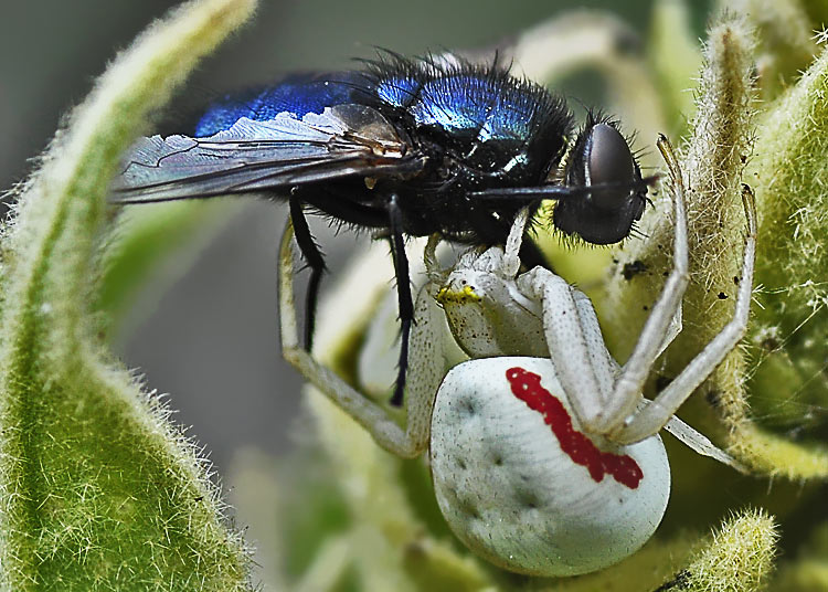 Gefangen und ausgesaugt wird diese Fliege von einer Krabbenspinne. Fotografie von Lothar Seifert
