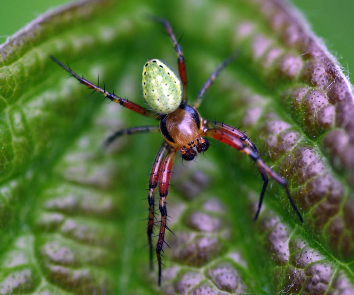 Kürbisspinne. Die Araniella ist eine Gattung der kleinen Radnetzspinnen Fotografie von Lothar Seifert