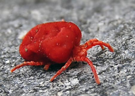 Die Rote Spinne ist eigentlich eine Rote Samtmilbe. Fotografie von Lothar Seifert