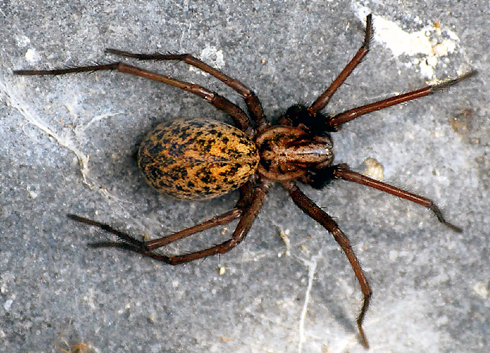 Diese Spinne ist eine Tegenaria und weiblich. Sie ist der Schrecken vieler Hausfrauen, aber völlig ungefählich. Fotografie von Lothar Seifert