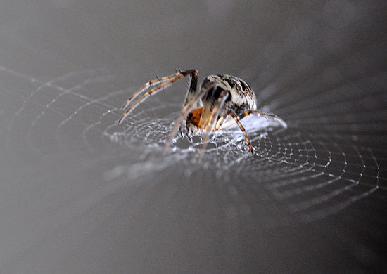 Spinne im Zentrum vom Spinnennetz. Fotografie von Lothar Seifert