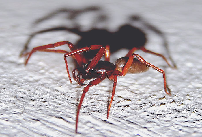 Spinne im Keller. Die Harpactea rubicunda (Sechsaugenspinne) frisst auch gern Spinnen. Fotografie von Lothar Seifert