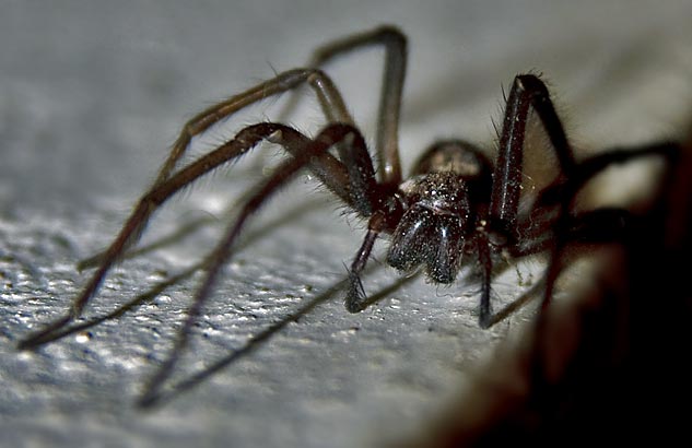 Spinnen. Warum haben viele Menschen Angst vor einer Spinne? Fotografie von Lothar Seifert