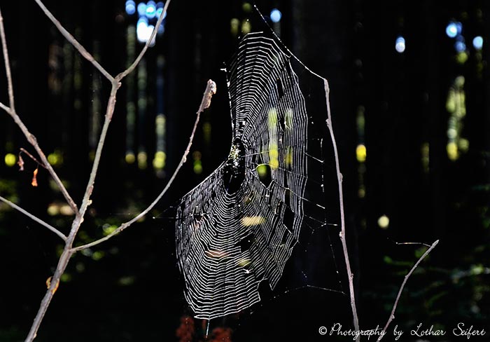 Spinnwebe einer Radnetzspinne im Wald im Sonnenlicht. Fotografie von Lothar Seifert