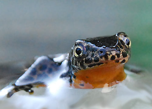 Ein Molch zählt zu den Amphibien-Arten aus der Gattung der Schwanzlurche. Fotografie von Lothar Seifert