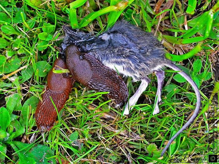 Nacktschnecken fressen von einer toten Maus. Sie fressen auch tote Artgenossen. Fotografie von Lothar Seifert