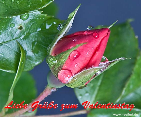 Ein Valentinstag Geschenk als Grußkarte. Fotografie von Lothar Seifert