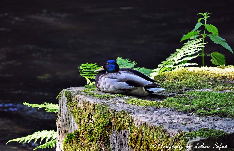 Ein Erpel, der Mann unter den Enten, trägt oft ein schöners und bunters Federkleid als das Weibchen. Fotografie von Lothar Seifert