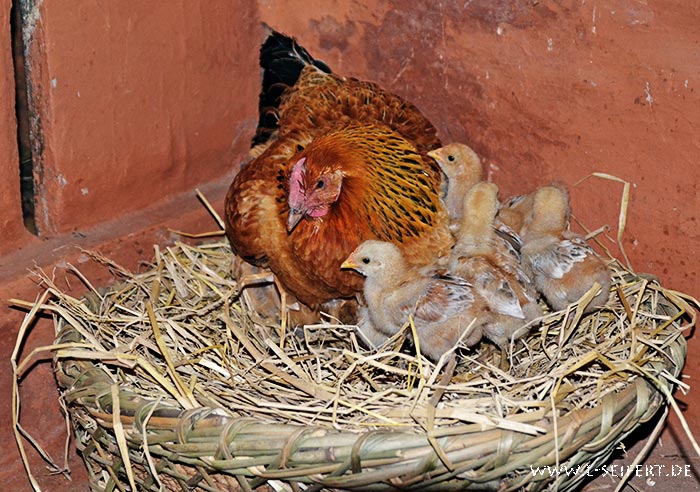 Huhn mit Kücken, die Kleinen suchen Schutz bei der Mutter. Fotografie von Lothar Seifert