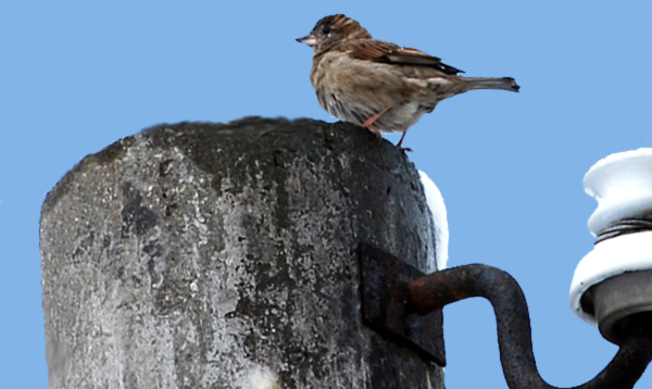Der Sperling ist einer der bekanntesten und am weitesten verbreiteten Singvögel. Fotografie von Lothar Seifert