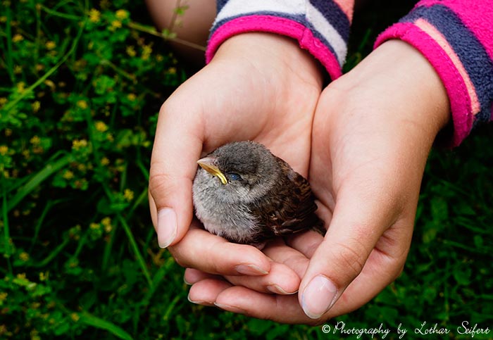 Vogelbaby, ein kleiner Spatz in der Hand ist mehr als eine Taube auf dem Dach. Fotografie von Lothar Seifert