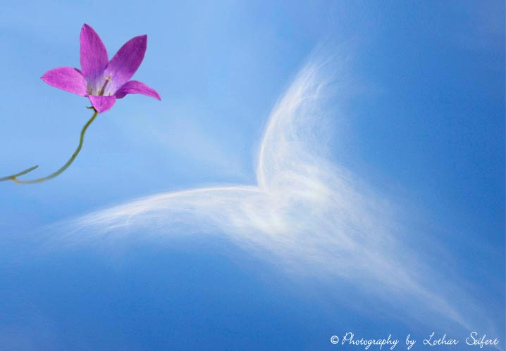 Wolke mit einer blauen Glockenblume. Fotografie von Lothar Seifert