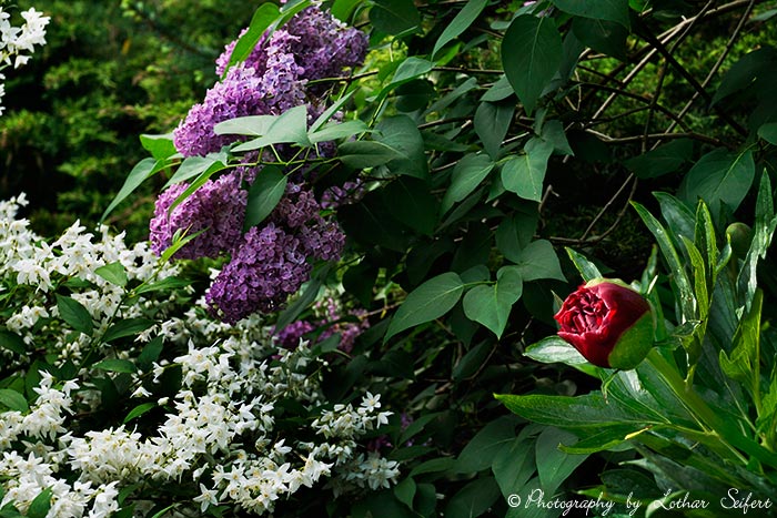 Blühender Garten mit Maiblumenstrauch, Pfingstrose und Flieder. Fotografie von Lothar Seifert